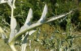 Cirsium ukranicum