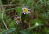 Erigeron acris