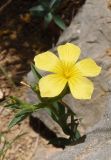 Linum nodiflorum