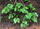 Pentaphragma begoniifolium. Вегетирующие растения. Таиланд, национальный парк Си Пханг-нга. 20.06.2013.