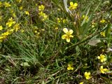 Ranunculus reptans