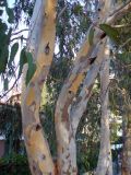 Eucalyptus camaldulensis. Стволы, сбрасывающие кору. Турция, пров. Анталья, р-н Кемер, пос. Кириш. 31 августа 2009 г.