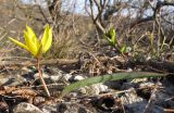 Tulipa australis. Цветущее растение. Краснодарский край, г. Новороссийск, гора Большой Маркотх, можжевеловое редколесье. 22.03.2014.