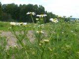 Tripleurospermum inodorum