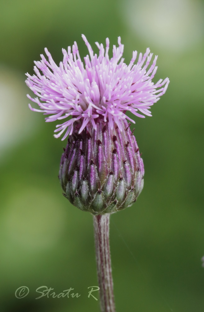 Image of Cirsium incanum specimen.