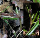 Pseudostellaria sylvatica