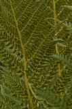 Athyrium distentifolium