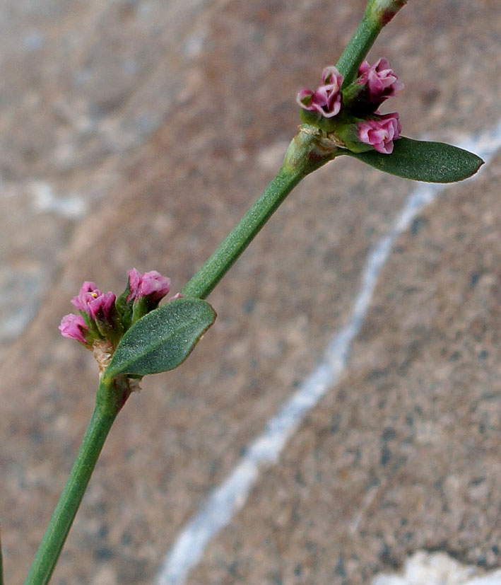 Изображение особи Polygonum aviculare.