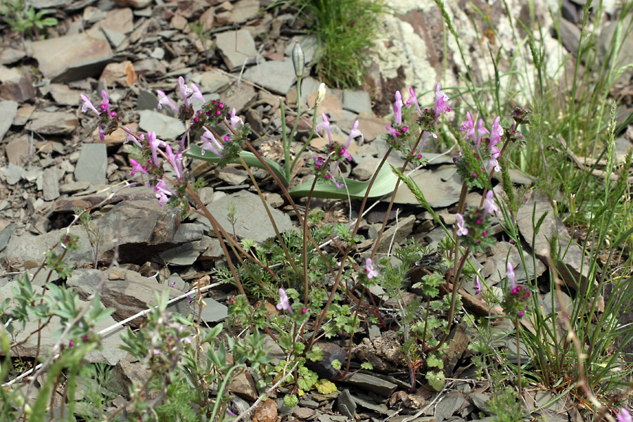 Изображение особи Lamium amplexicaule.