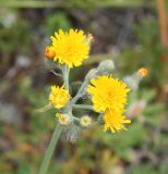 Pilosella procera