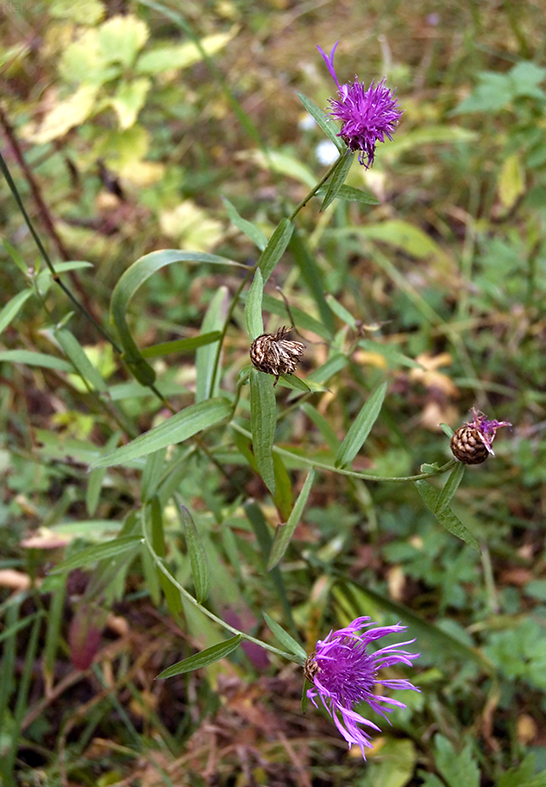 Изображение особи Centaurea jacea.