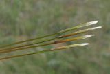 Stipa pulcherrima