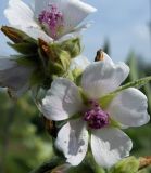 Althaea officinalis. Цветки. Самарская обл., Волжский р-н, Жигулёвские горы, Ширяевский овраг. 18.07.2006.