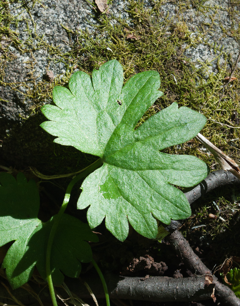 Изображение особи Ranunculus monophyllus ssp. vytegrensis.