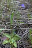 Pinguicula vulgaris