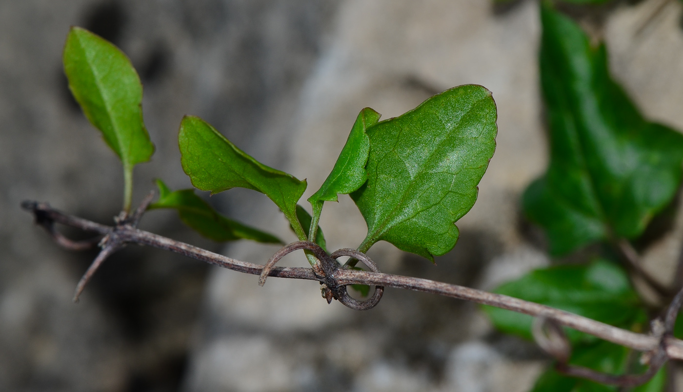 Изображение особи Clematis cirrhosa.