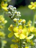 Verbascum lychnitis