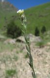 Draba stylaris