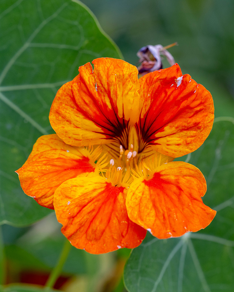 Изображение особи Tropaeolum majus.