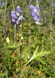 Aconitum ambiguum. Верхушка цветущего растения. Якутия, Мегино-Кангаласский улус, долина реки Лены, пойменный луг. Начало августа.