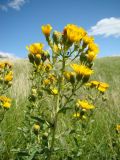 Hieracium robustum. Верхушка побега с соцветиями. Ульяновская обл., Карсунский р-н, окр. с. Теньковка, гряда мергелисто-меловых склонов к р. Урень и её правому притоку к северу и востоку от села. 7 июля 2015 г.