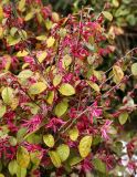 Loropetalum разновидность rubrum