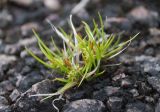 Carex serotina