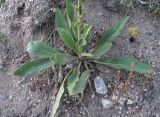 Verbascum &times; ignescens