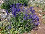 Delphinium oreophilum