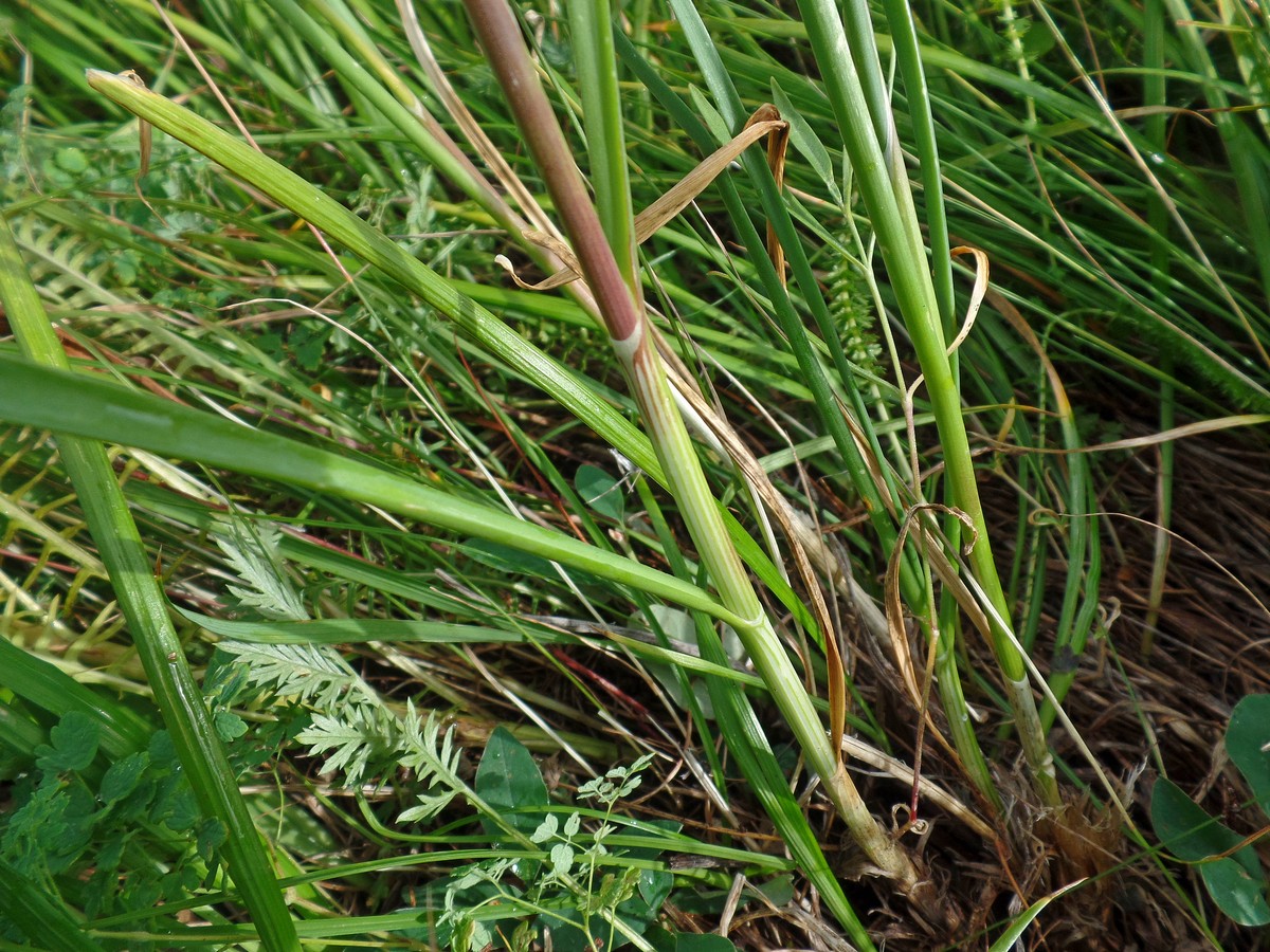Изображение особи Allium hymenorhizum.