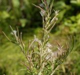 Epilobium villosum