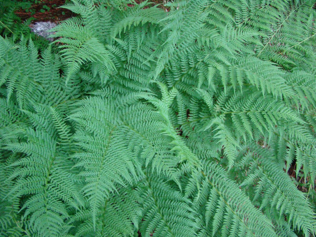 Изображение особи Athyrium distentifolium.