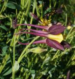 Aquilegia coerulea