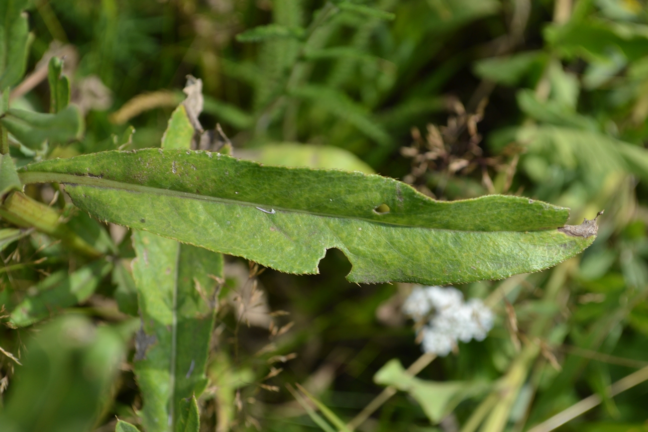 Изображение особи Cirsium setosum.