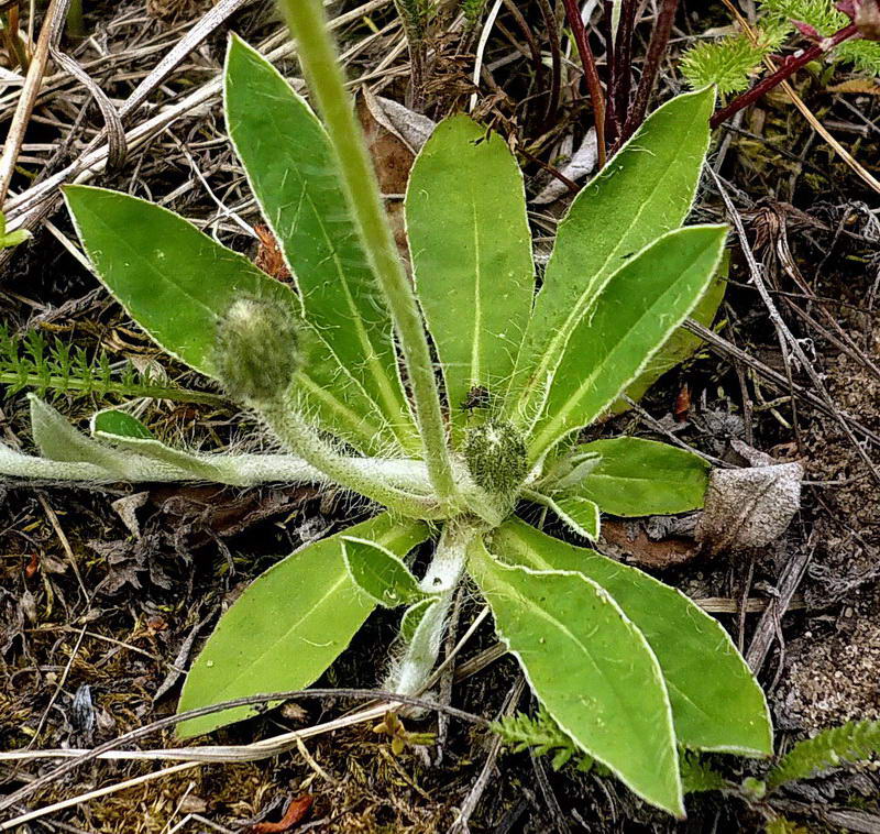 Image of Pilosella officinarum specimen.