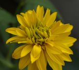 Rudbeckia разновидность hortensia