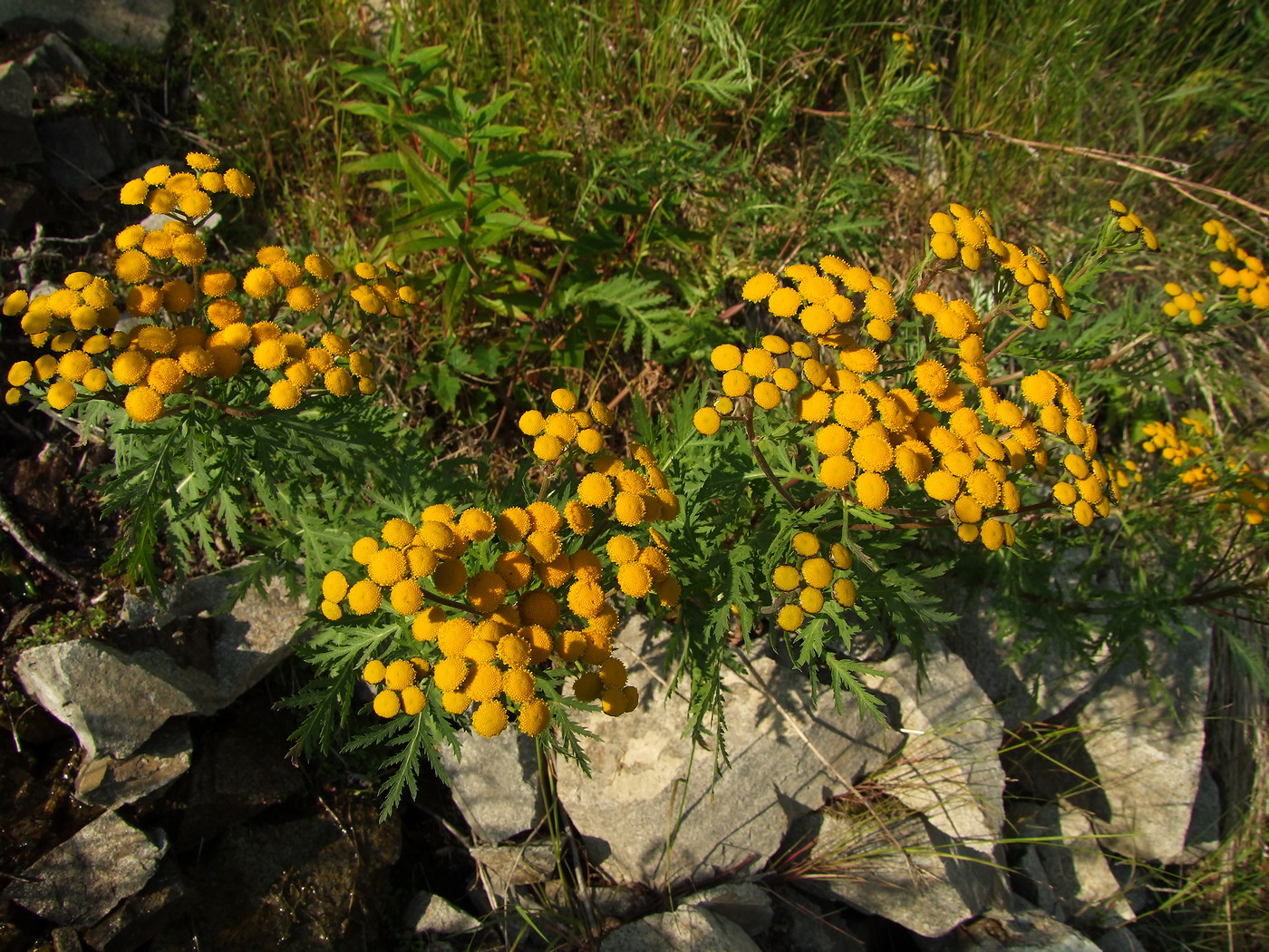 Изображение особи Tanacetum boreale.