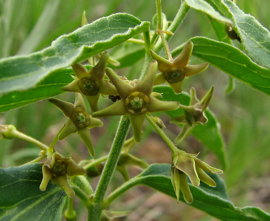 Image of Vincetoxicum intermedium specimen.