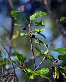 Frangula alnus. Верхушка ветви с плодами. Тверская обл., Конаковский р-н, побережье Иваньковского вдхр., опушка сосняка. 25.08.2019.