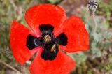 Papaver arenarium