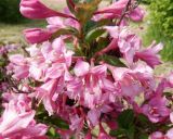 Weigela florida