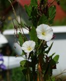 Convolvulus arvensis