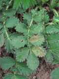 Agrimonia eupatoria