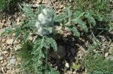 Phlomoides speciosa