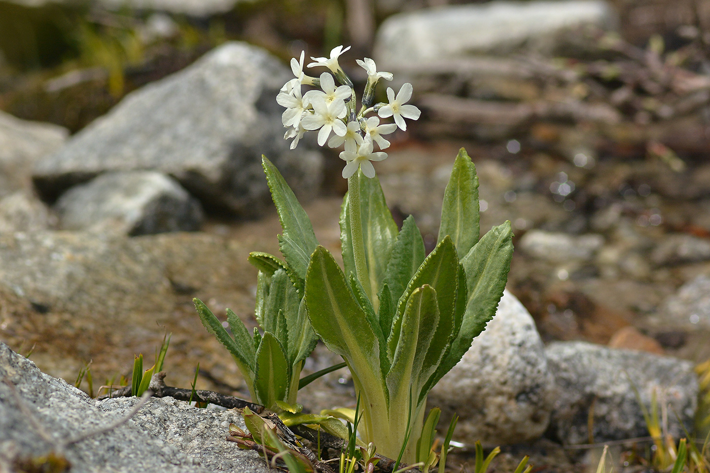 Изображение особи Primula bayernii.