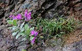 Dianthus superbus