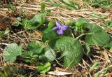 Viola × vindobonensis