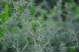 Asparagus acutifolius