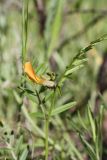 Vicia biebersteinii