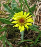 Tephroseris atropurpurea. Соцветие. Забайкалье, хребет Кодар. 11.07.2007.